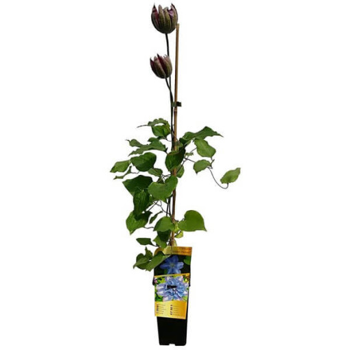 Clematis ‘Vyvyan Pennell' (large‑flowered) poj. 2l