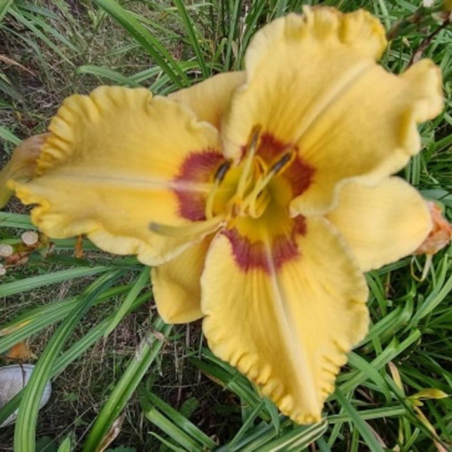 Daylily Sunset 2L