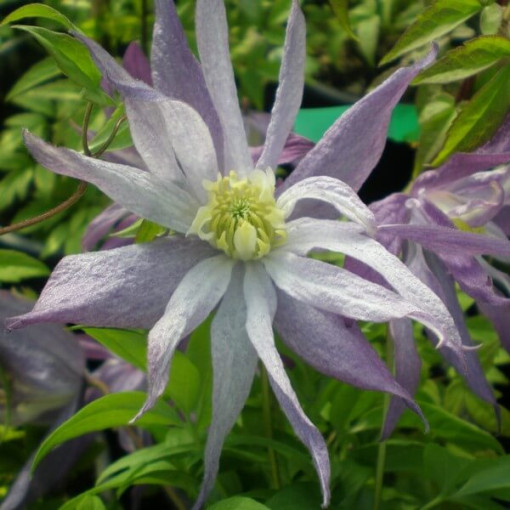 Clematis (botanical) ‘Violet Pink' DOUBLE, 2‑liter