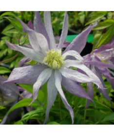 Clematis (botanical) ‘Violet Pink' DOUBLE, 2‑liter