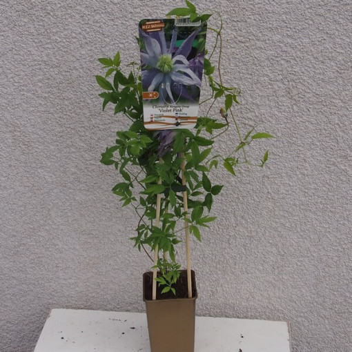 Clematis (botanical) ‘Violet Pink' DOUBLE, 2‑liter
