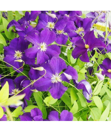 Clematis ‘Viola' (large‑flowered) 4‑liter pot