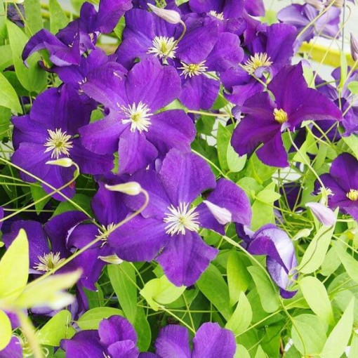 Clematis ‘Viola' (large‑flowered) 4‑liter pot