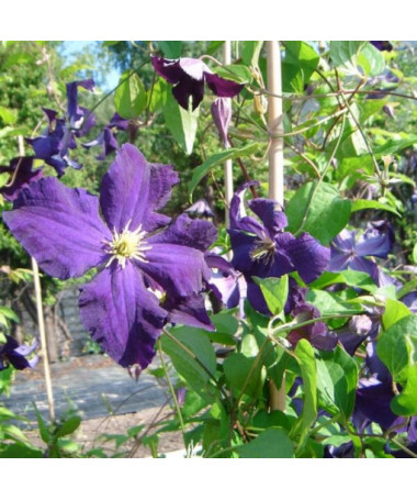 Clematis ‘Viola' (large‑flowered) 2‑liter pot