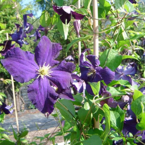 Clematis ‘Viola' (large‑flowered) 2‑liter pot