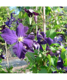 Clematis ‘Viola' (large‑flowered) 2‑liter pot