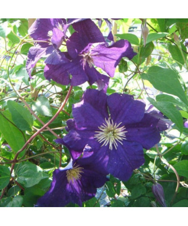 Clematis ‘Viola' (large‑flowered) 2‑liter pot