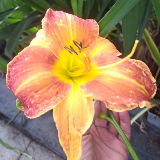 Daylily Sunset 2L