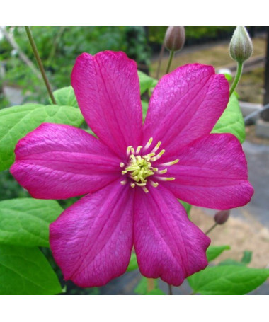 Clematis ‘Ville de Lyon' 2‑liter pot