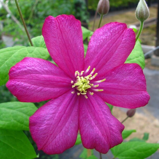 Clematis ‘Ville de Lyon' 2‑liter pot