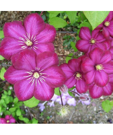 Clematis ‘Ville de Lyon' 2‑liter pot