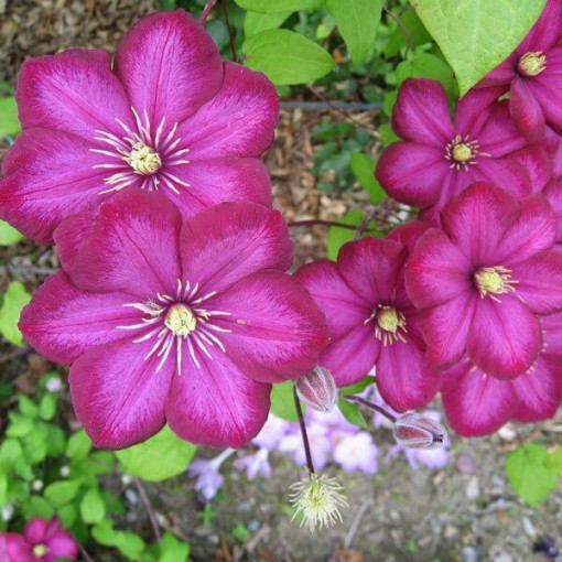 Clematis ‘Ville de Lyon' 2‑liter pot