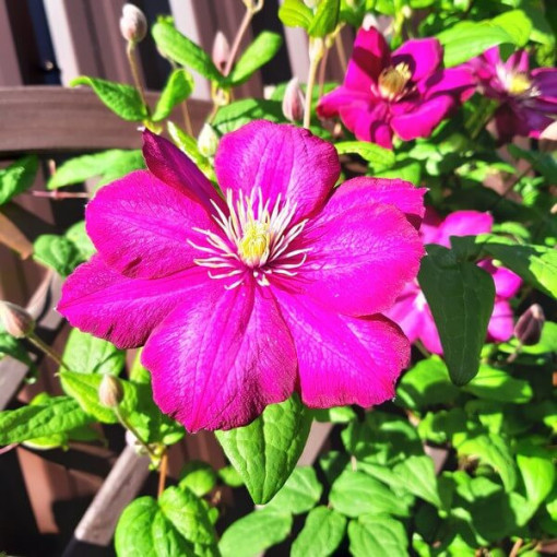 Clematis ‘Ville de Lyon' 2‑liter pot