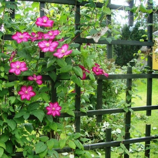 Clematis ‘Ville de Lyon' 2‑liter pot