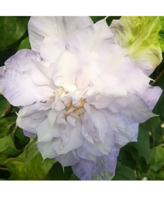 Clematis ‘Veronica's Choice' (large‑flowered, double) 4‑litre pot