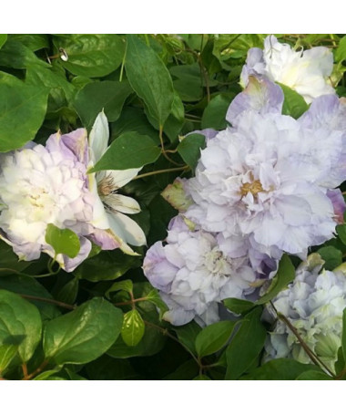 Clematis ‘Veronica's Choice' (large‑flowered, double) 4‑litre pot