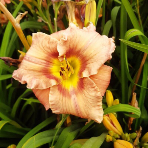 Daylily Bright Dawn 2L