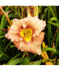 Daylily Bright Dawn 2L