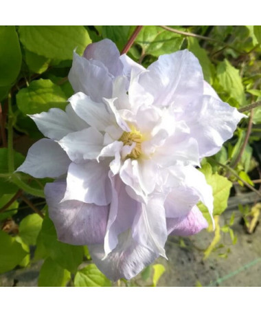 Clematis ‘Veronica's Choice' (large‑flowered, double) 2‑liter pot