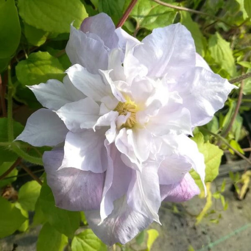 Clematis ‘Veronica's Choice' (large‑flowered, double) 2‑liter pot