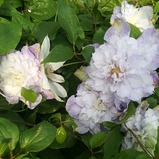 Clematis ‘Veronica's Choice' (large‑flowered, double) 2‑liter pot