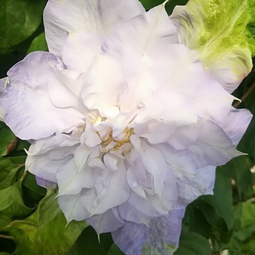 Clematis ‘Veronica's Choice' (large‑flowered, double) 2‑liter pot