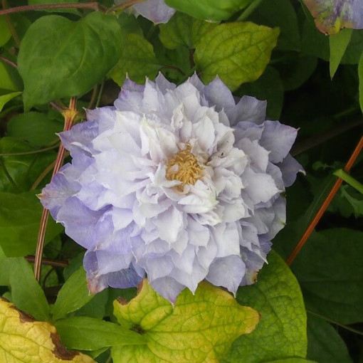 Clematis ‘Veronica's Choice' (large‑flowered, double) 2‑liter pot