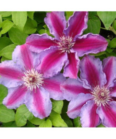 Clematis ‘Tudor' (large‑flowered) 4‑liter pot