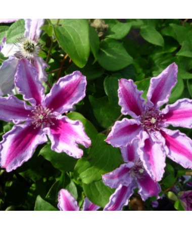 Clematis ‘Tudor' (large‑flowered) 4‑liter pot