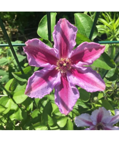 Clematis ‘Tudor' (large‑flowered) 2liter pot