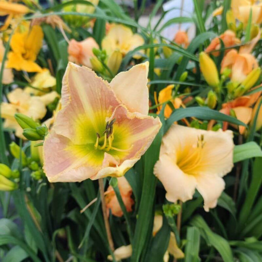 Daylily Bright Dawn 2L