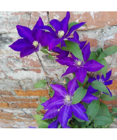 Clematis 'The President' Large Flowering, 4L Pot