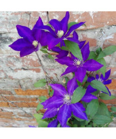 Clematis 'The President' Large Flowering, 4L Pot