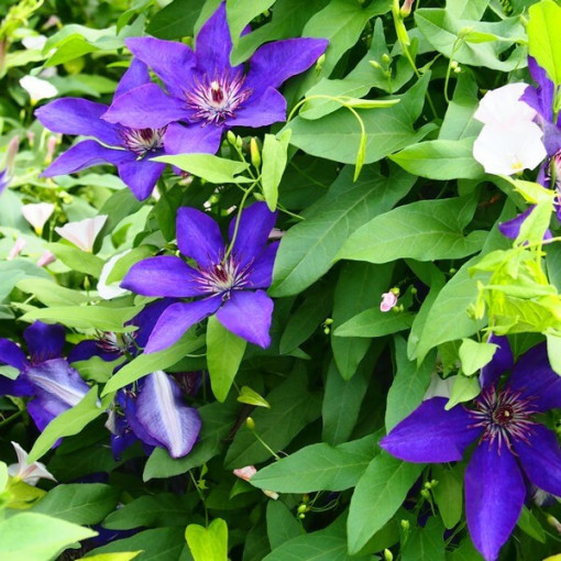 Clematis 'The President' Large Flowering, 4L Pot