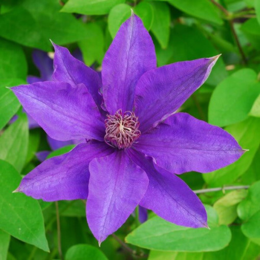 Clematis 'The President' Large Flowering, 4L Pot