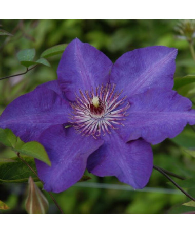 Clematis ‘The President' (large-flowered) 2L pot