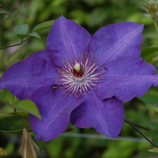 Clematis ‘The President' (large-flowered) 2L pot