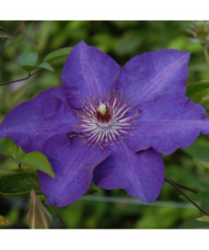 Clematis ‘The President' (large-flowered) 2L pot