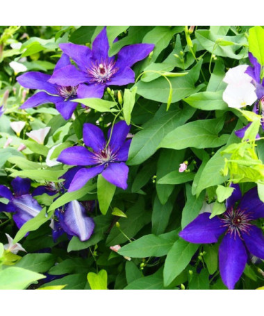 Clematis ‘The President' (large-flowered) 2L pot