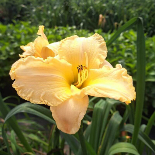 Daylily Bright Dawn 2L