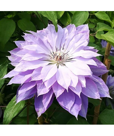 Clematis ‘Teshio' (large‑flowered, fully double) 4L pot