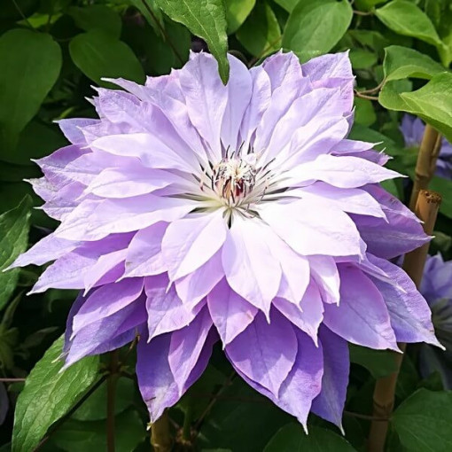 Clematis ‘Teshio' (large‑flowered, fully double) 4L pot