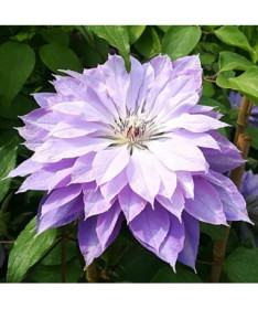 Clematis ‘Teshio' (large‑flowered, fully double) 4L pot
