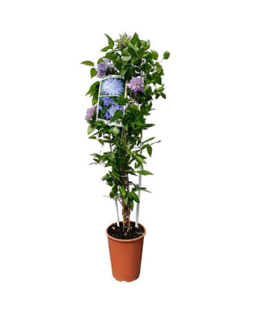 Clematis ‘Teshio' (large‑flowered, fully double) 4L pot