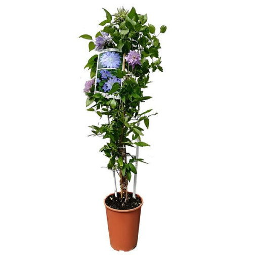 Clematis ‘Teshio' (large‑flowered, fully double) 4L pot