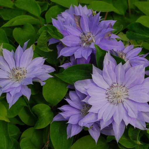 Clematis ‘Teshio' (large‑flowered, fully double) 4L pot