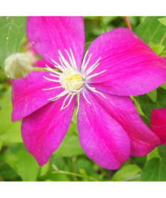 Clematis Sunset (large-flowered) cont. 4L
