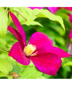 Clematis Sunset (large-flowered) cont.2l