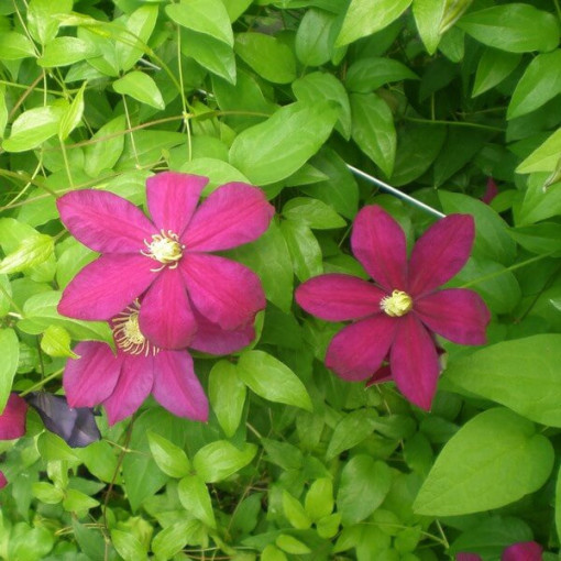 Clematis Sunset (large-flowered) cont.2l