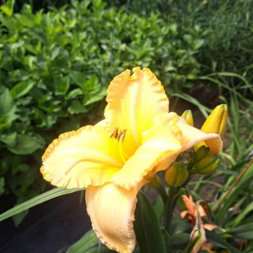 Daylily Bright Dawn 2L